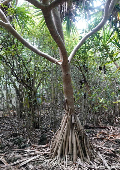 Pandanus utilis