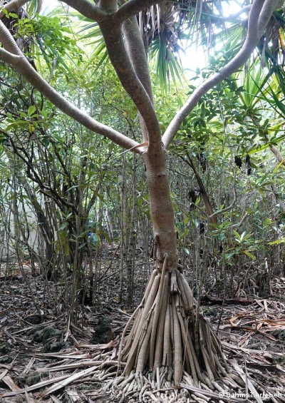 Pandanus utilis