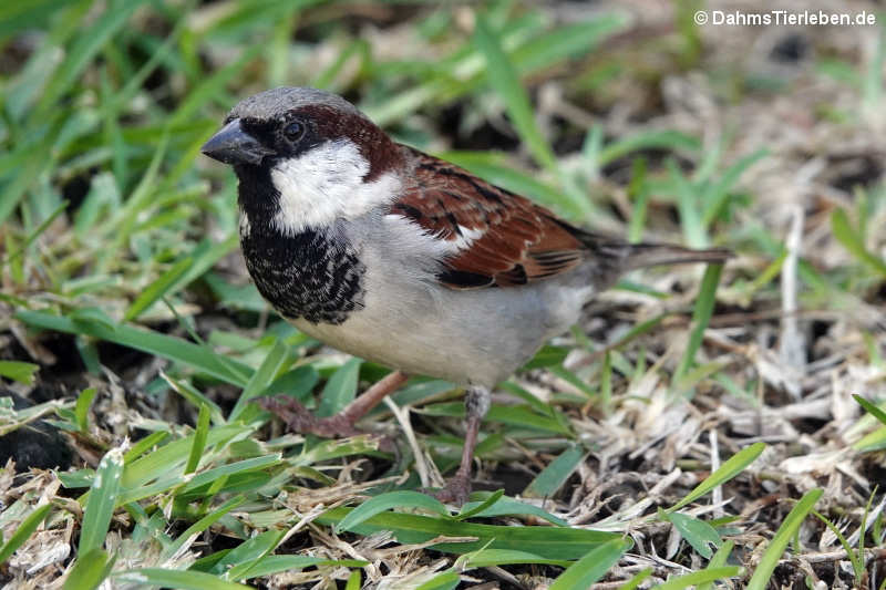 Passer domesticus domesticus