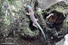 Phelsuma ornata-2