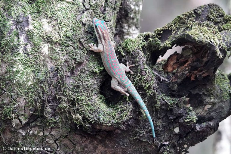 Phelsuma ornata