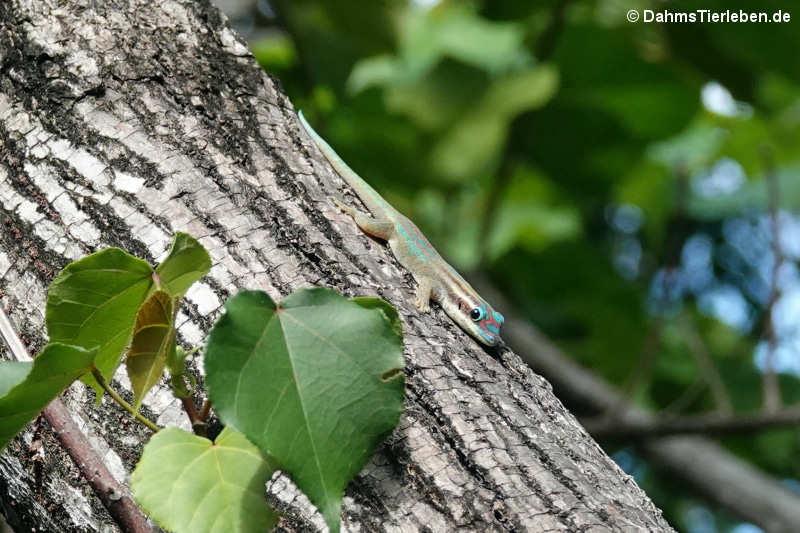 Phelsuma ornata-2