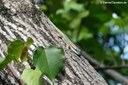Phelsuma ornata