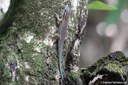 Phelsuma ornata