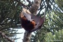 Pteropus niger