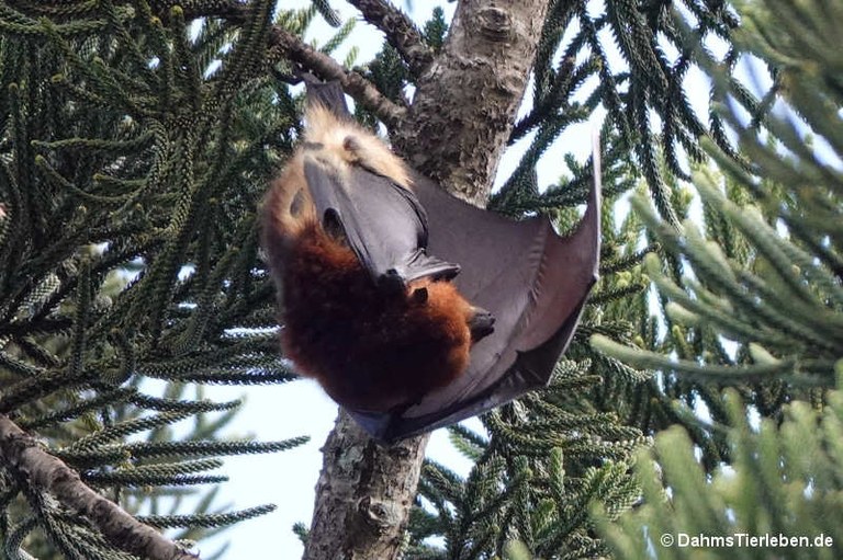 Pteropus niger