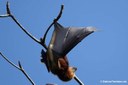 Pteropus niger