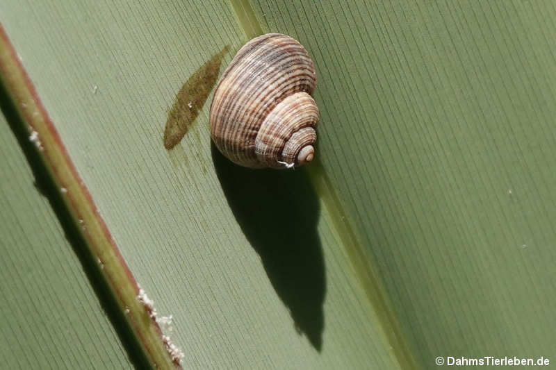 Tropidophora fimbriata