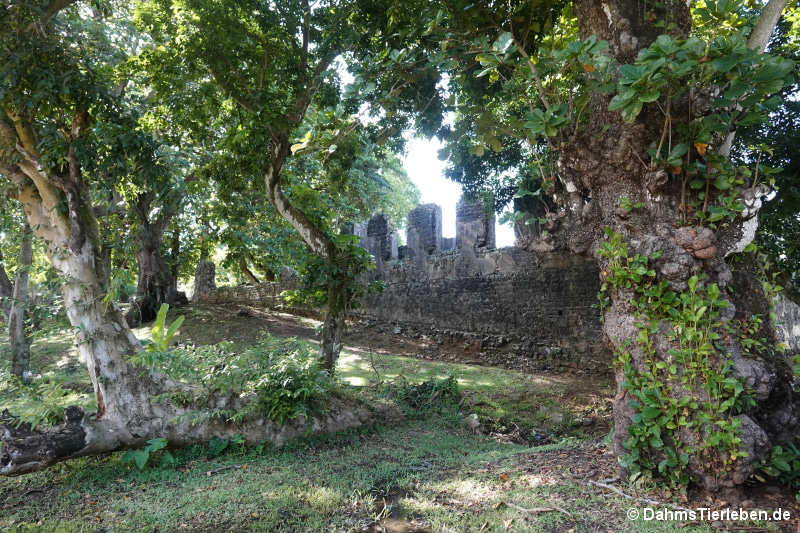 vieux-grand-port-05