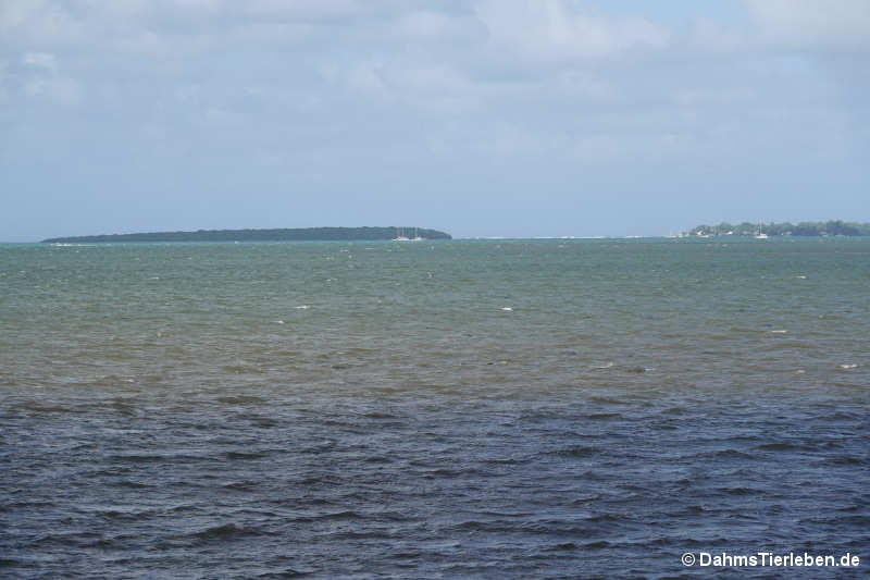 vieux-grand-port-10