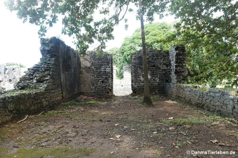 vieux-grand-port-15