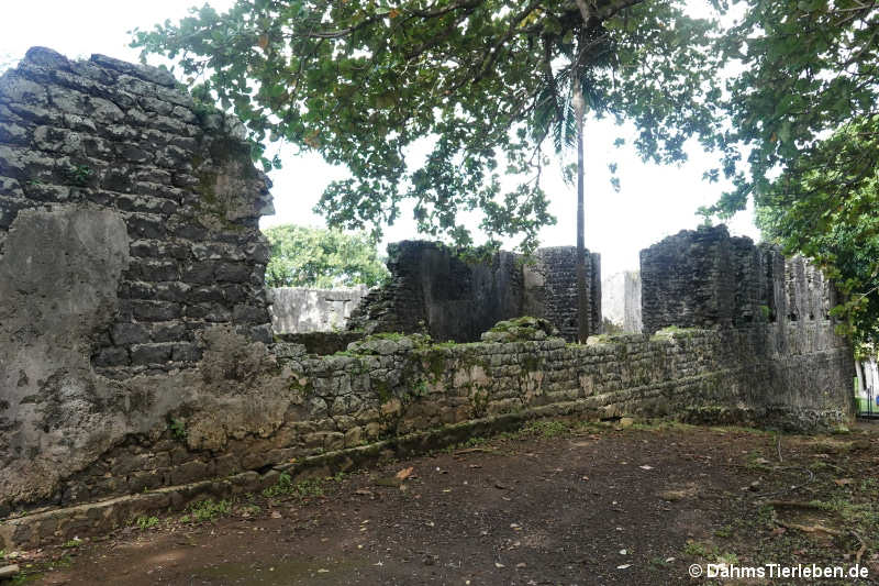 vieux-grand-port-21