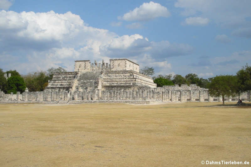 Der Tempel der Krieger (Templo de los Guerreros)