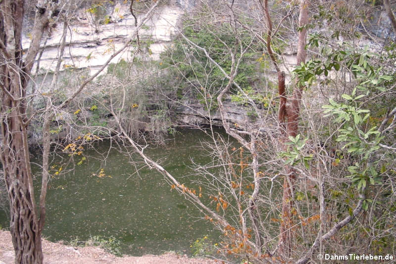Opferbrunnen (Cenote sagrado)
