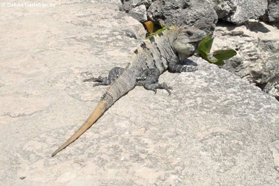 Schwarzer Leguan (Ctenosaura similis)