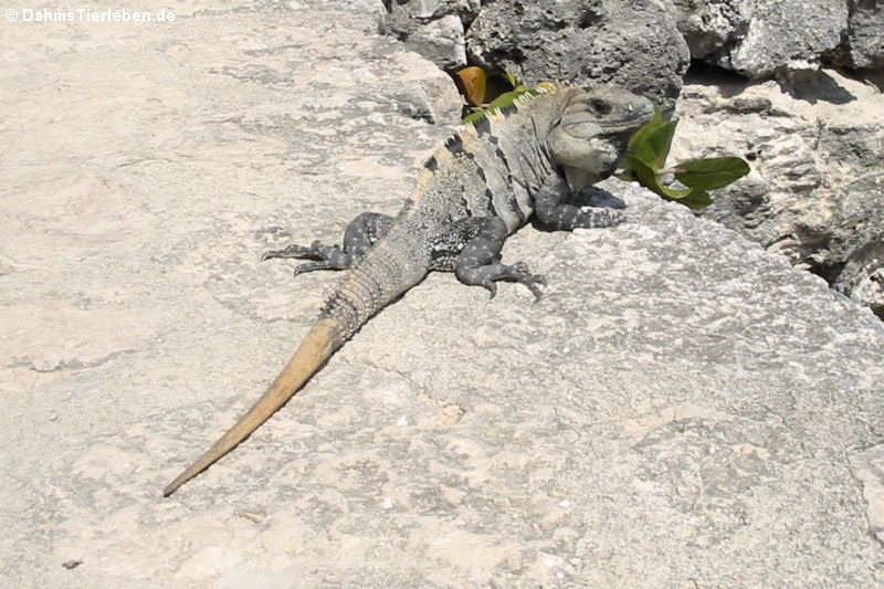 Schwarzer Leguan (Ctenosaura similis)