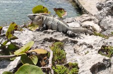 Schwarzer Leguan (Ctenosaura similis) in Cancun, Mexiko