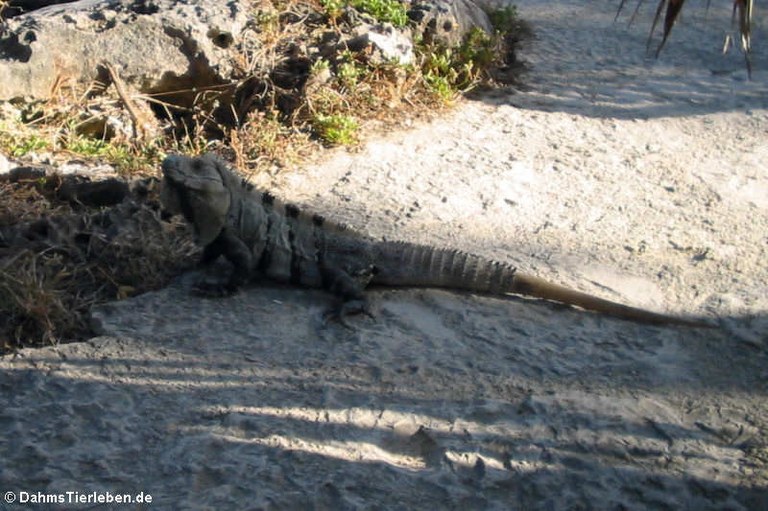 Ctenosaura similis