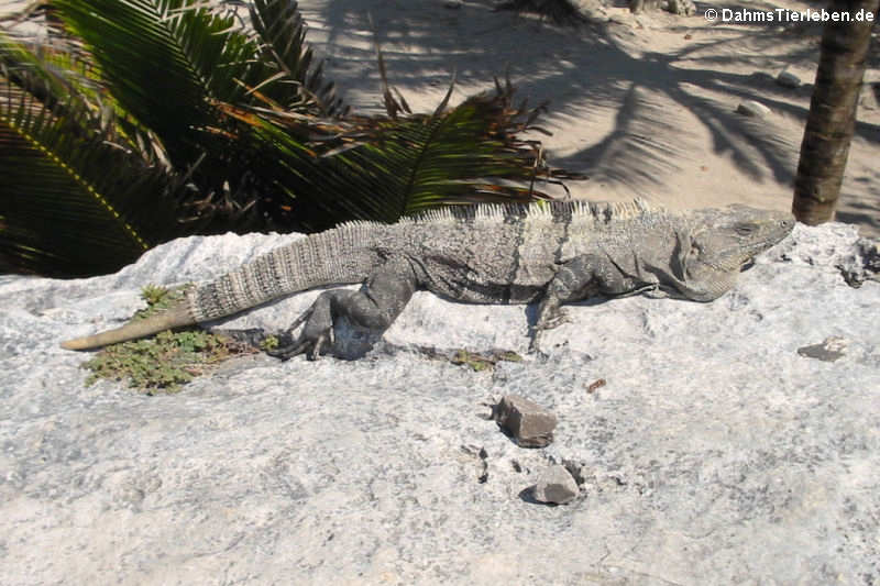 Schwarzer Leguan (Ctenosaura similis)