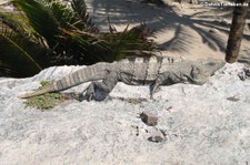 Schwarzer Leguan (Ctenosaura similis) in Cancun, Mexiko