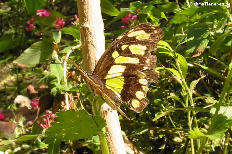 Malachitfalter (Siproeta stelenes)