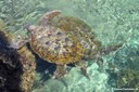 Chelonia mydas