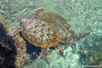 Grüne Meeresschildkröten (Chelonia mydas) Aufzuchtstation von Xcaret
