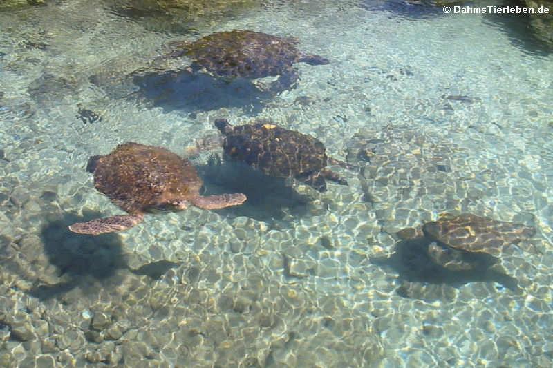 Grüne Meeresschildkröten (Chelonia mydas) Aufzuchtstation von Xcaret