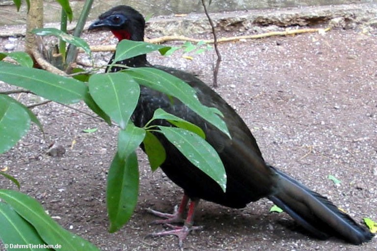 Penelope purpurascens purpurascens