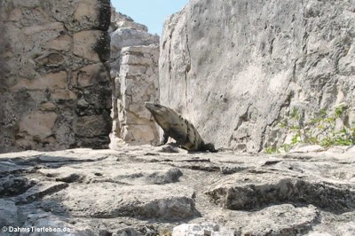 Schwarzer Leguan (Ctenosaura similis)