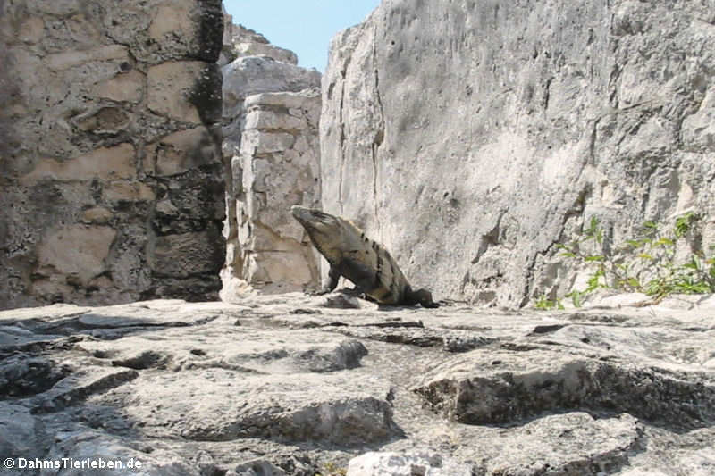 Schwarzer Leguan (Ctenosaura similis)