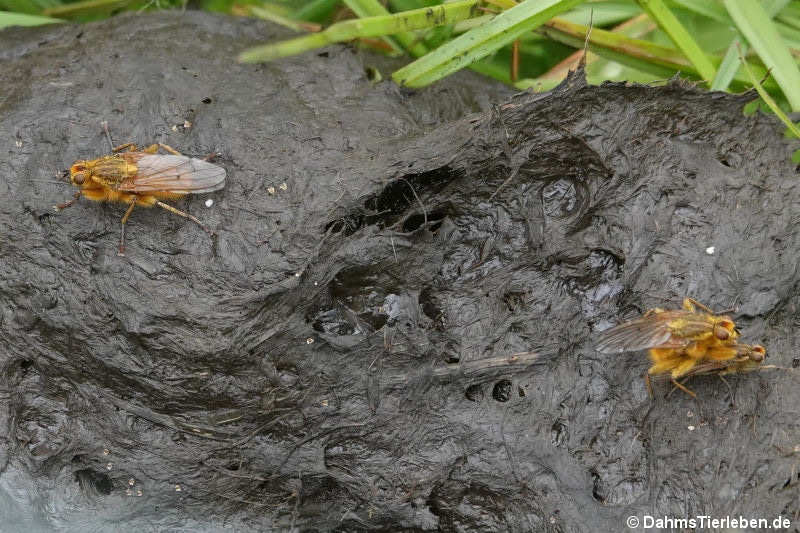 Scathophaga stercoraria-2