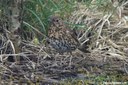 Turdus philomelos hebridensis