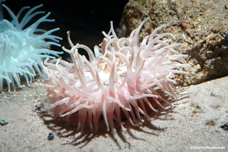 Actiniaria