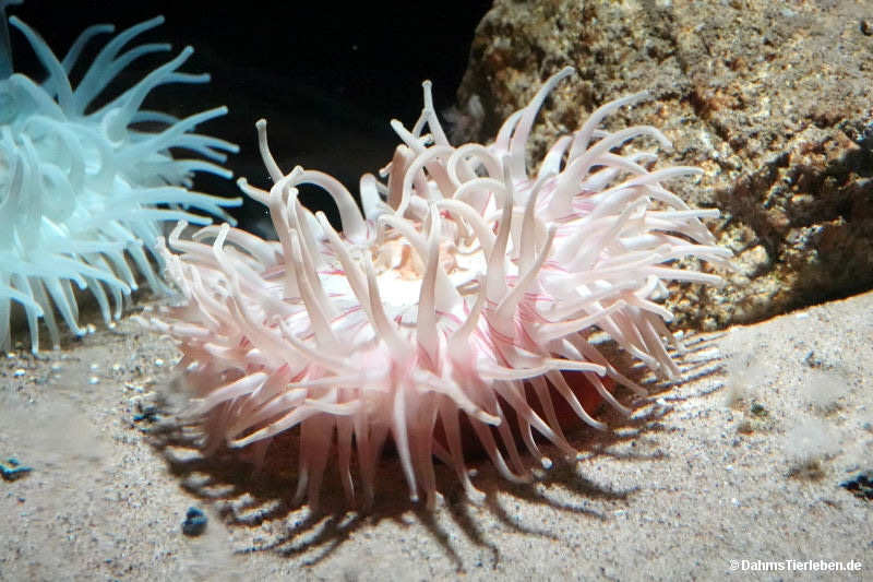 Actiniaria