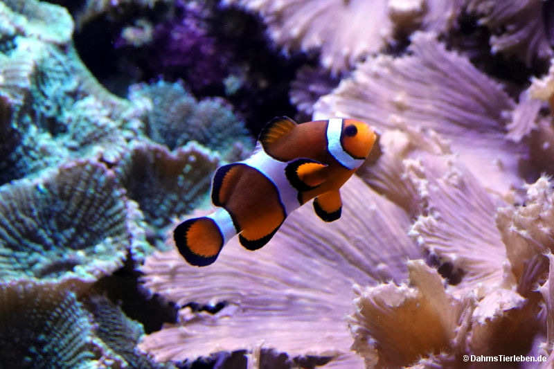 Amphiprion ocellaris
