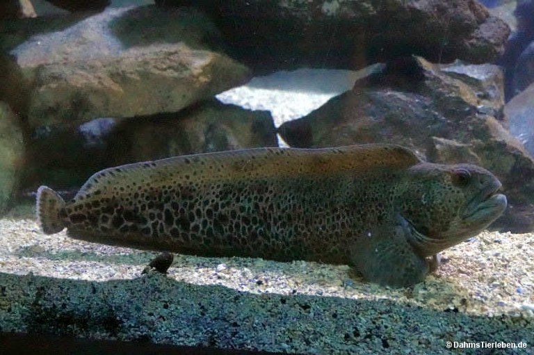 Anarhichas minor
