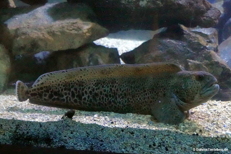 Anarhichas minor
