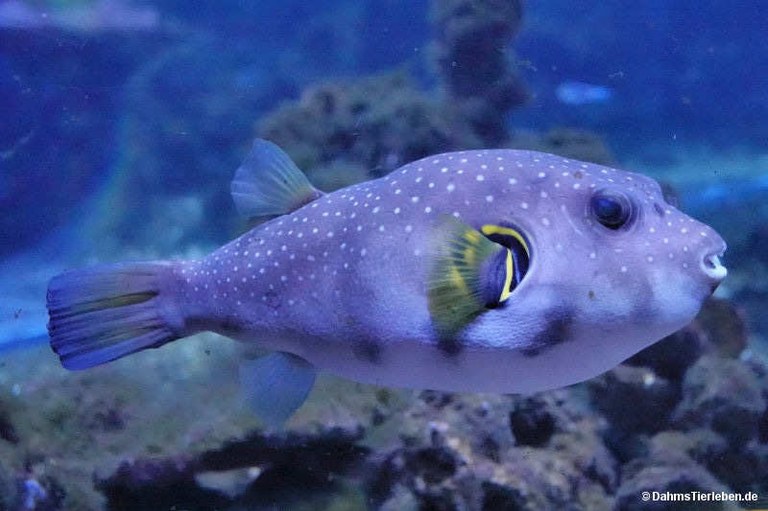 Arothron hispidus