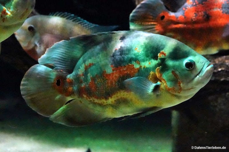 Astronotus ocellatus