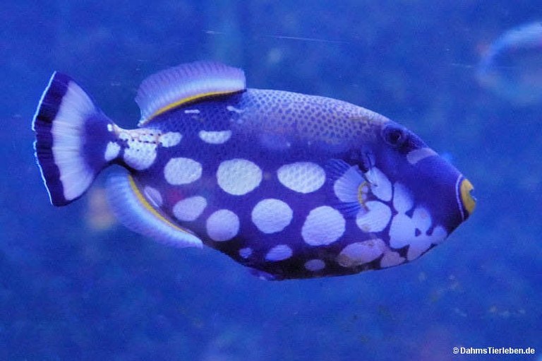 Balistoides conspicillum