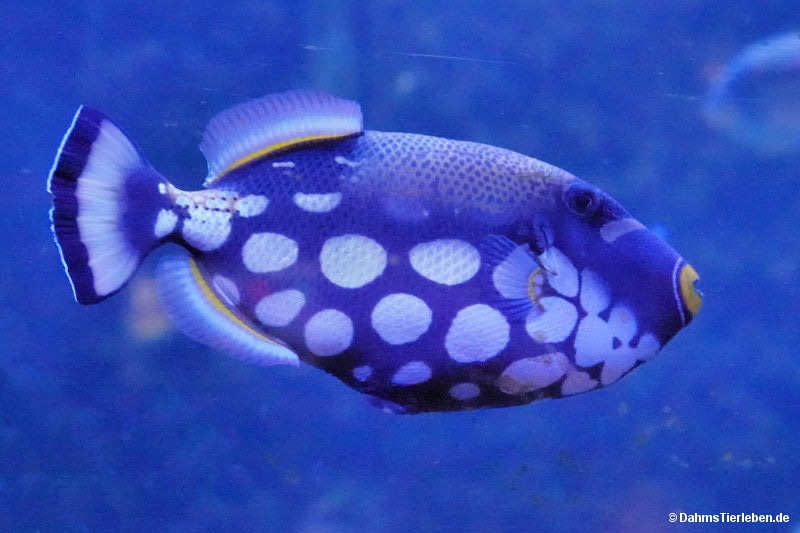 Balistoides conspicillum