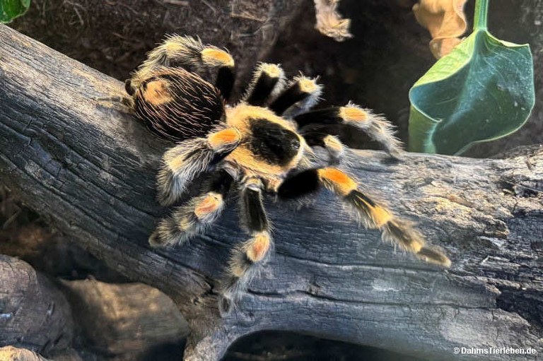 Brachypelma hamorii