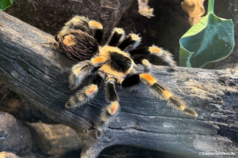 Brachypelma hamorii