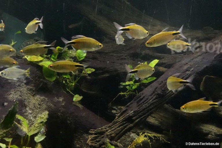 Bryconalestes longipinnis