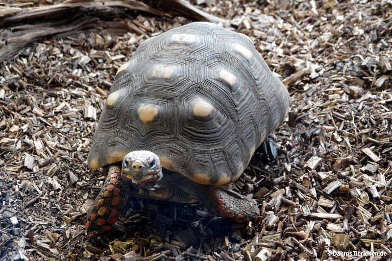 Chelonoidis carbonarius