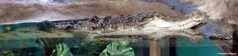 Crocodylus mindorensis