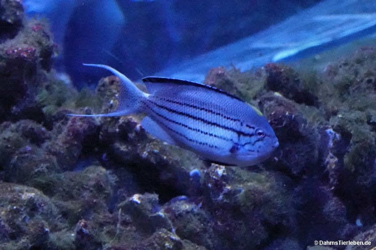 Genicanthus lamarck