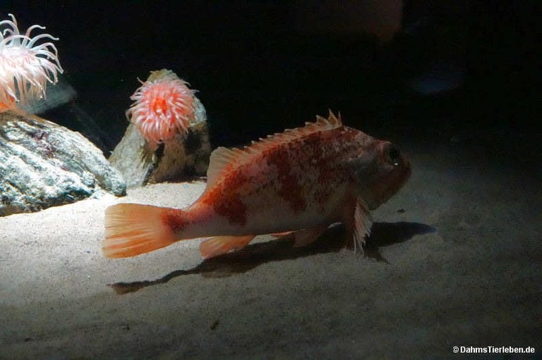 Helicolenus dactylopterus