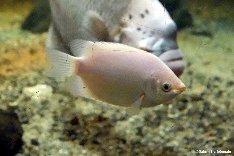 Helostoma temminkii